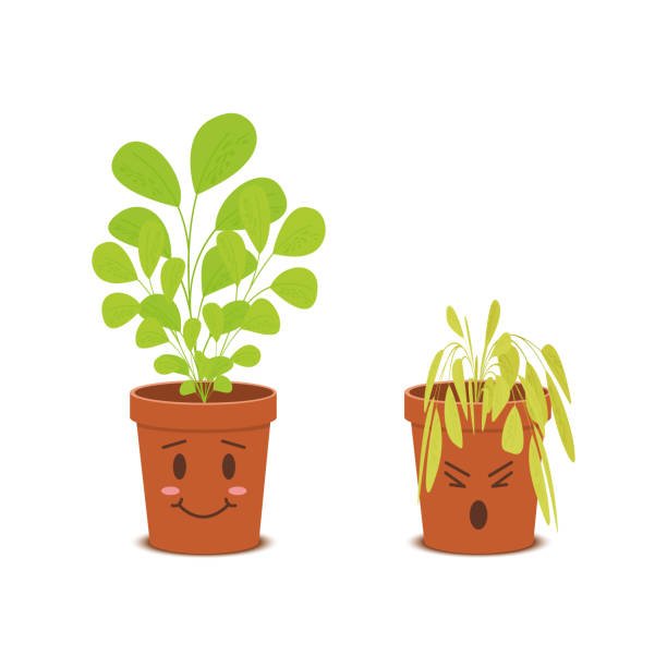 The image shows two plants. One has wilted dull leaves while the other has strong bright leaves.